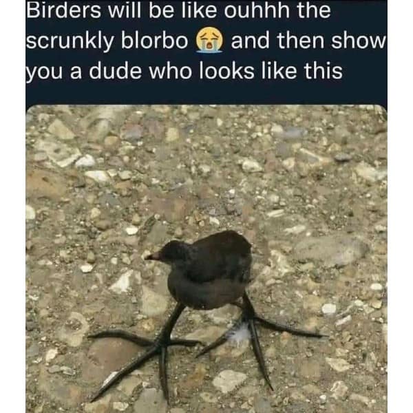 Birders will be like ouhhh the scrunkly blorbo a and then show you a dude who looks like this