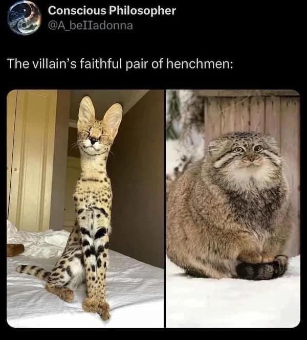 Conscious Philosopher @A_belladonna The villain's faithful pair of henchmen: