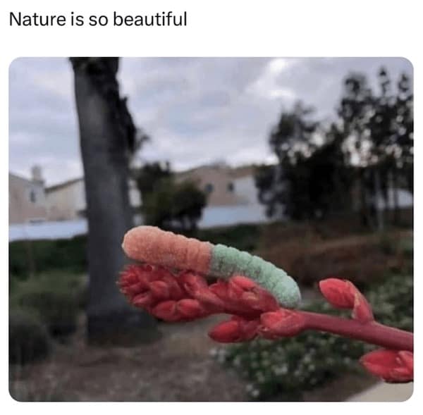 mother nature memes, nature memes, earth humor, natural world jokes, outdoor comedy, wilderness mockery, scenic roasts, outdoors memes, wilderness laughs, forest banter, environmental memes, eco puns, green gags, outdoor memes