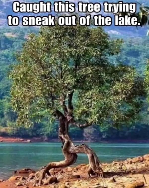 mother nature memes, nature memes, earth humor, natural world jokes, outdoor comedy, wilderness mockery, scenic roasts, outdoors memes, wilderness laughs, forest banter, environmental memes, eco puns, green gags, outdoor memes