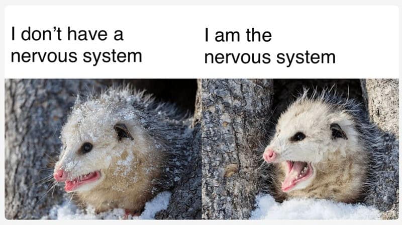 I don't have a nervous system I am the nervous system
