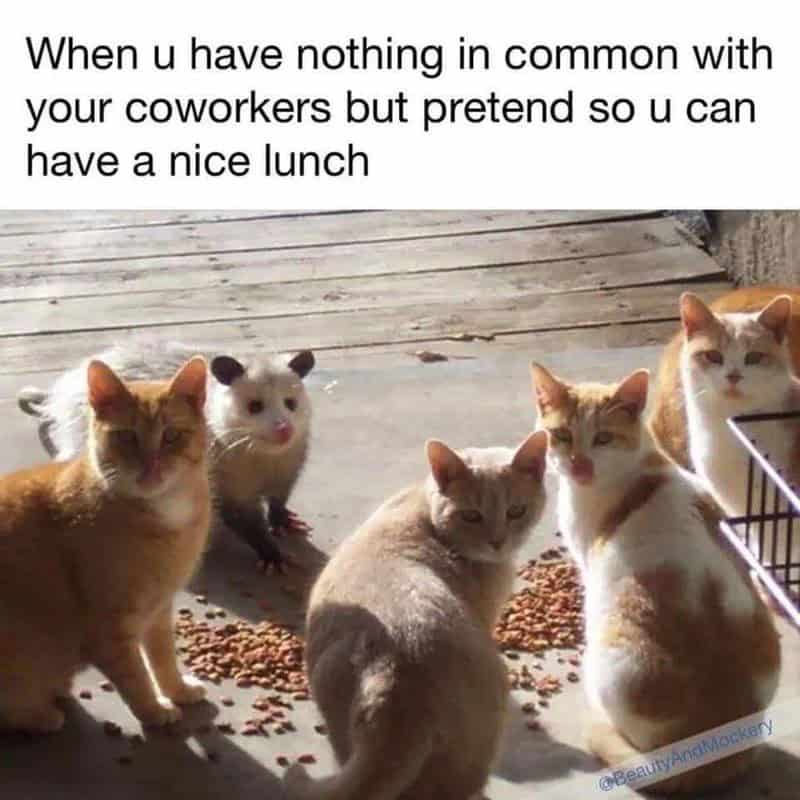 When u have nothing in common with your coworkers but pretend so u can have a nice lunch