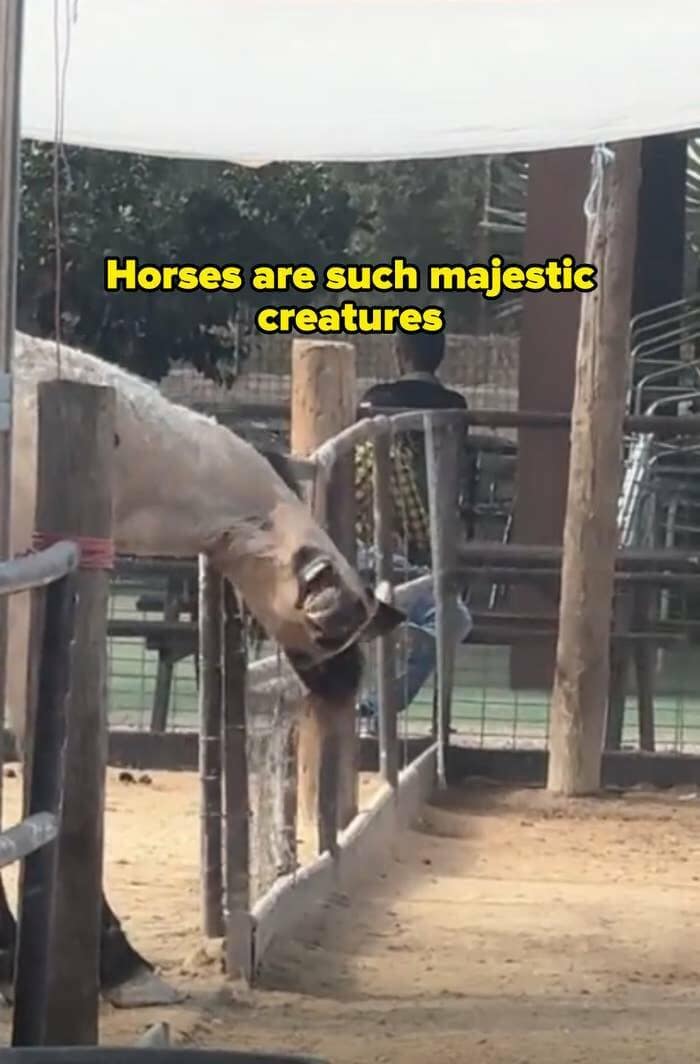 Horses are such majestic creatures