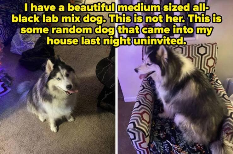 I have a beautiful medium sized all-black lab mix dog. This is not her. This is some random dog that came into my house last night uninvited.