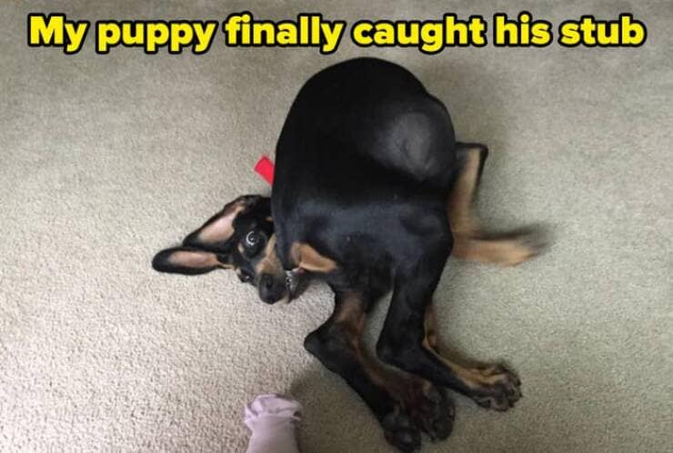 My puppy finally caught his stub