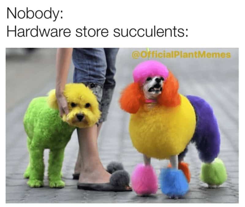 plant memes, gardening memes, botanical memes, greenery memes, horticulture memes, garden memes, plant parent memes, green thumb jokes, plant parent jokes, horticultural humor, indoor plant humor, houseplant humor, potted plant memes