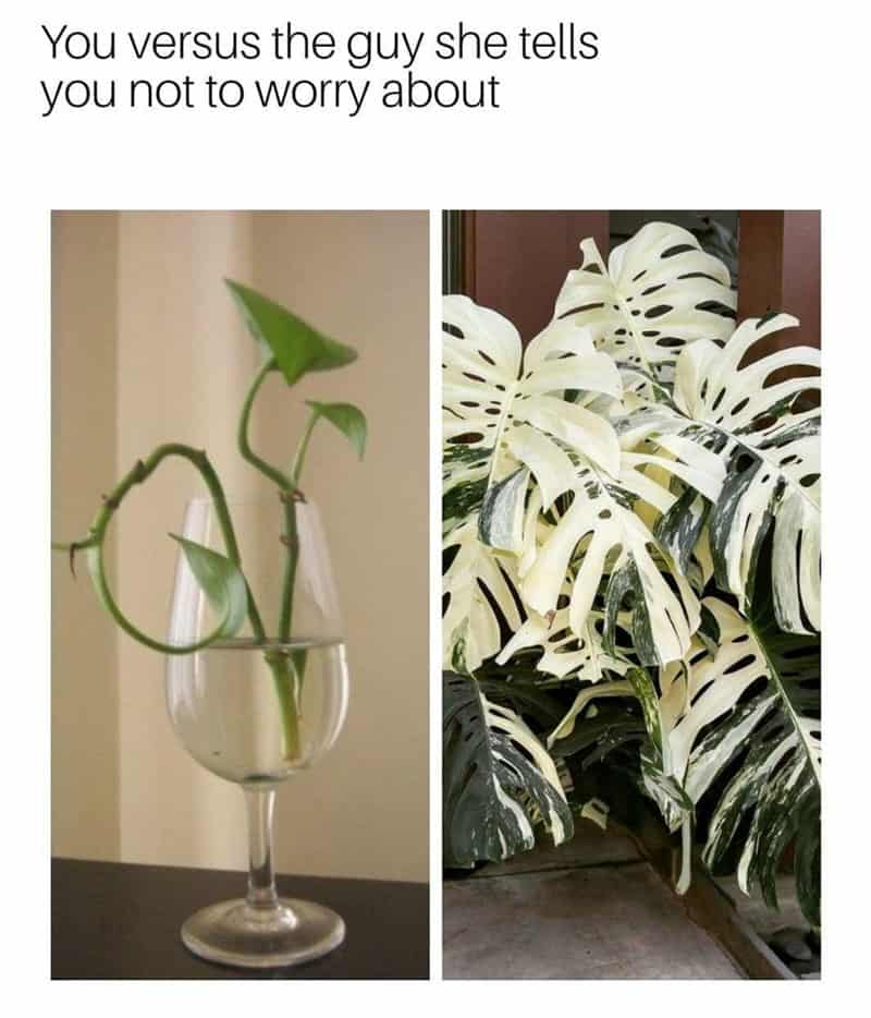 plant memes, gardening memes, botanical memes, greenery memes, horticulture memes, garden memes, plant parent memes, green thumb jokes, plant parent jokes, horticultural humor, indoor plant humor, houseplant humor, potted plant memes