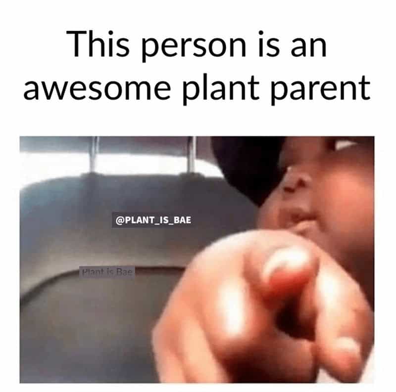 plant memes, gardening memes, botanical memes, greenery memes, horticulture memes, garden memes, plant parent memes, green thumb jokes, plant parent jokes, horticultural humor, indoor plant humor, houseplant humor, potted plant memes