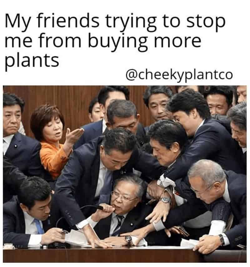 plant memes, gardening memes, botanical memes, greenery memes, horticulture memes, garden memes, plant parent memes, green thumb jokes, plant parent jokes, horticultural humor, indoor plant humor, houseplant humor, potted plant memes