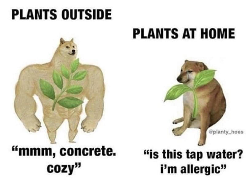 plant memes, gardening memes, botanical memes, greenery memes, horticulture memes, garden memes, plant parent memes, green thumb jokes, plant parent jokes, horticultural humor, indoor plant humor, houseplant humor, potted plant memes