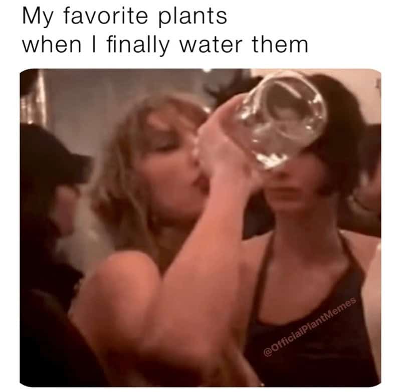 plant memes, gardening memes, botanical memes, greenery memes, horticulture memes, garden memes, plant parent memes, green thumb jokes, plant parent jokes, horticultural humor, indoor plant humor, houseplant humor, potted plant memes
