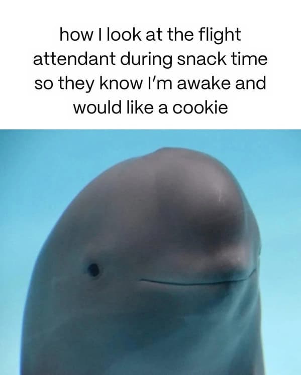 relatable memes, relatable humor, everyday memes, life memes, funny adulting memes, daily struggle memes, life humor , humorous grown-up memes, daily frustration memes, everyday comedy memes