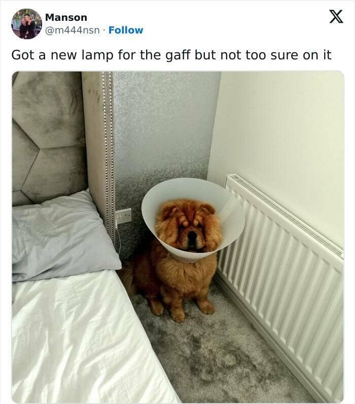 scottish twitter, scottish tweets, Scottish humor, funny Scottish tweets, Scottish jokes, hilarious tweets, sarcasm memes, regional humor, dry Scottish wit, humorous Scottish posts, witty regional tweets, scotland memes, scottish memes