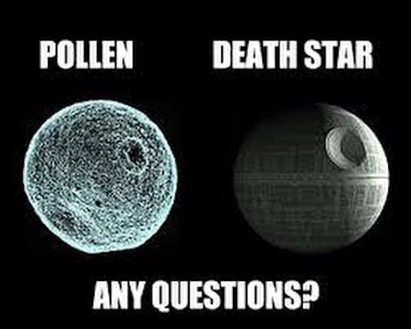 POLLEN DEATH STAR ANY QUESTIONS?