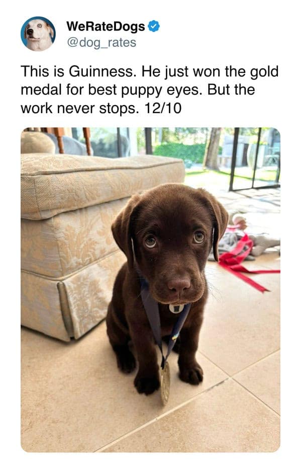 weratedogs, dog memes, dog ratings, dog humor, puppy tweets, funny dog memes, wholesome pet pics, hilarious animal tweets, canine comedy, adorable dog posts, pet humor, weratedogs tweets