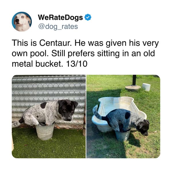 weratedogs, dog memes, dog ratings, dog humor, puppy tweets, funny dog memes, wholesome pet pics, hilarious animal tweets, canine comedy, adorable dog posts, pet humor, weratedogs tweets