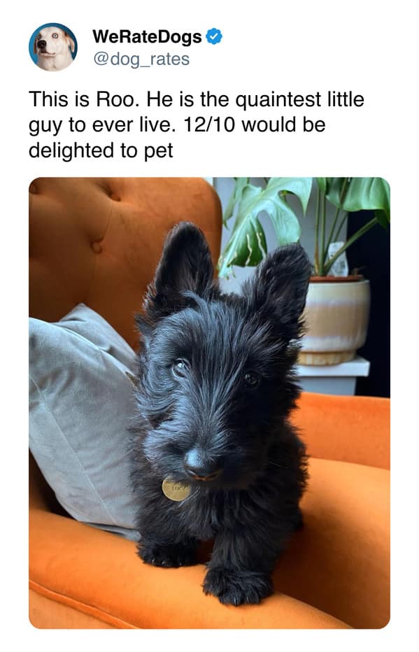 weratedogs, dog memes, dog ratings, dog humor, puppy tweets, funny dog memes, wholesome pet pics, hilarious animal tweets, canine comedy, adorable dog posts, pet humor, weratedogs tweets