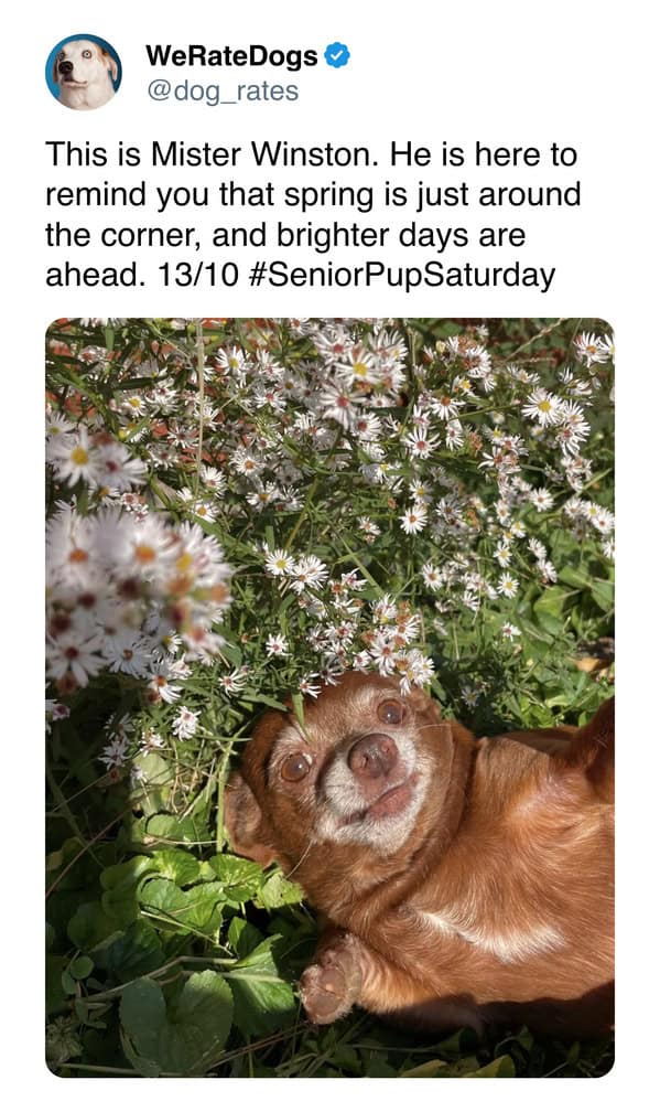 weratedogs, dog memes, dog ratings, dog humor, puppy tweets, funny dog memes, wholesome pet pics, hilarious animal tweets, canine comedy, adorable dog posts, pet humor, weratedogs tweets