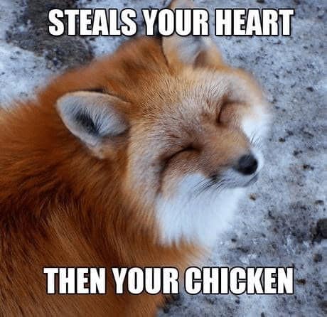 animal memes, funny animal memes, creature memes, beast memes, critter jokes, hilarious wildlife, comedic fauna, wild animal memes, safari jokes, untamed laughs, cute animal memes, adorable beast pics, fluffy funnies