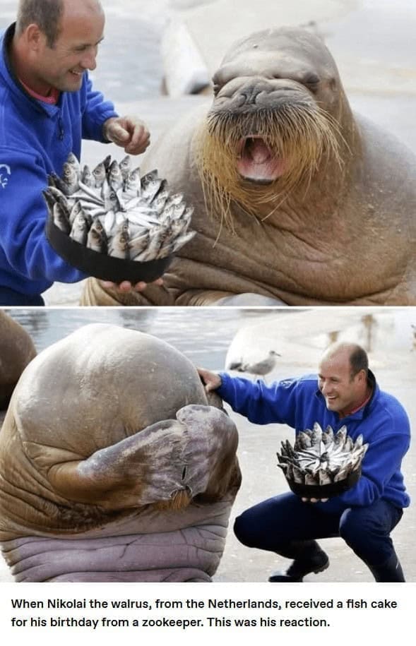 animal memes, funny animal memes, creature memes, beast memes, critter jokes, hilarious wildlife, comedic fauna, wild animal memes, safari jokes, untamed laughs, cute animal memes, adorable beast pics, fluffy funnies