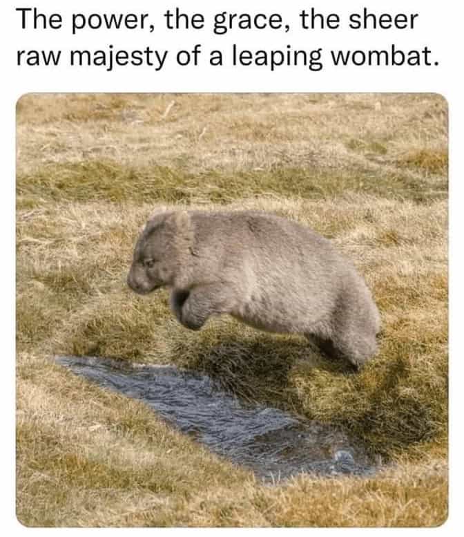 animal memes, funny animal memes, creature memes, beast memes, critter jokes, hilarious wildlife, comedic fauna, wild animal memes, safari jokes, untamed laughs, cute animal memes, adorable beast pics, fluffy funnies