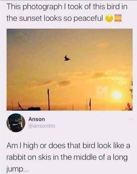 animal memes, funny animal memes, creature memes, beast memes, critter jokes, hilarious wildlife, comedic fauna, wild animal memes, safari jokes, untamed laughs, cute animal memes, adorable beast pics, fluffy funnies