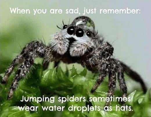 animal memes, funny animal memes, creature memes, beast memes, critter jokes, hilarious wildlife, comedic fauna, wild animal memes, safari jokes, untamed laughs, cute animal memes, adorable beast pics, fluffy funnies