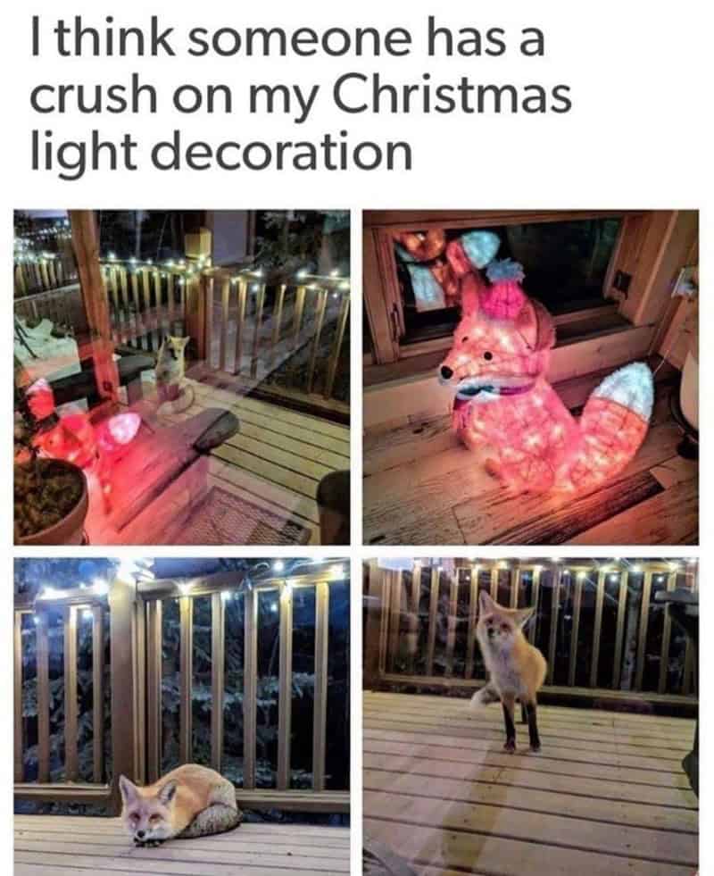 animal memes, funny animal memes, creature memes, beast memes, critter jokes, hilarious wildlife, comedic fauna, wild animal memes, safari jokes, untamed laughs, cute animal memes, adorable beast pics, fluffy funnies