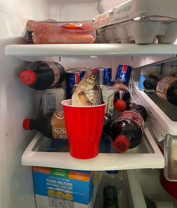 bachelor fridges, dude fridges, dude fridge pics, single guy fridges, minimal fridge setups, male fridge humor, bro kitchen fun, comedic food storage, minimalistic groceries, empty fridge habits, stark snack choices, fridge arrangement ideas, refrigerator fails, leftover mania