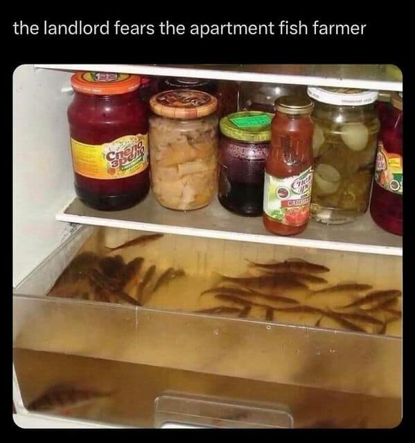 bachelor fridges, dude fridges, dude fridge pics, single guy fridges, minimal fridge setups, male fridge humor, bro kitchen fun, comedic food storage, minimalistic groceries, empty fridge habits, stark snack choices, fridge arrangement ideas, refrigerator fails, leftover mania