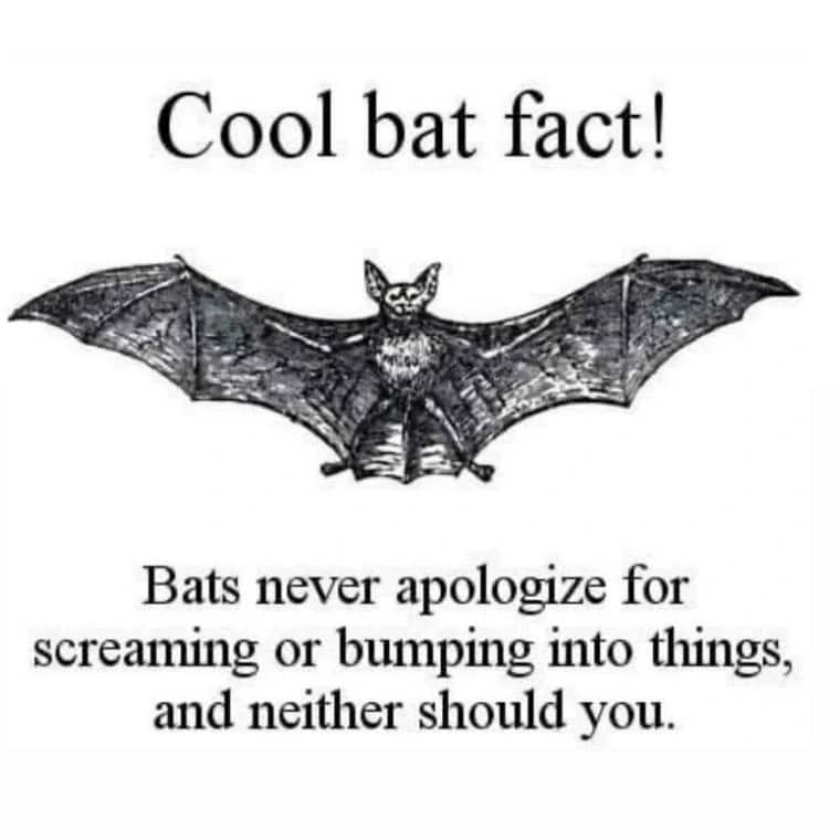 Cool bat fact! Bats never apologize for screaming or bumping into things, and neither should you.