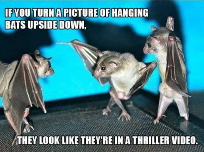 IF YOU TURN A PICTURE OF HANGING BATS UPSIDE DOWN, THEY LOOK LIKE THEY'RE IN A THRILLER VIDEO.