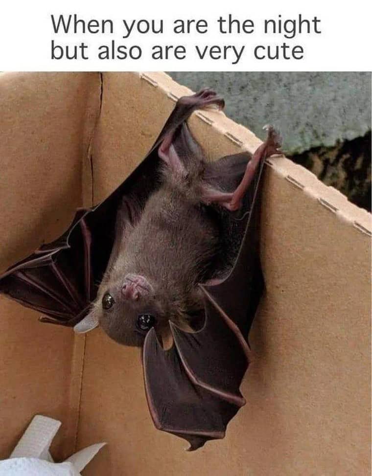When you are the night but also are very cute