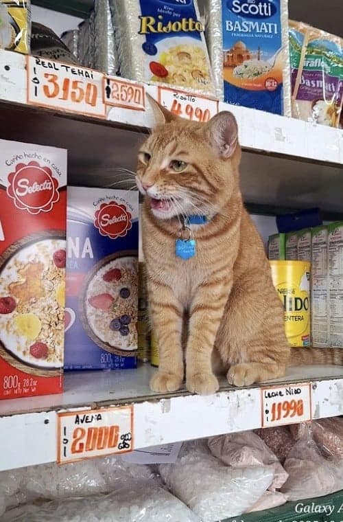 bodega cat, bodega cats, funny cat pictures, funny cats, corner‑store cat, shop cat, store feline, cat memes, kitty memes, funny feline pics, funny cat, humorous cat, silly kitty, cat pictures, cat photos, kitty images