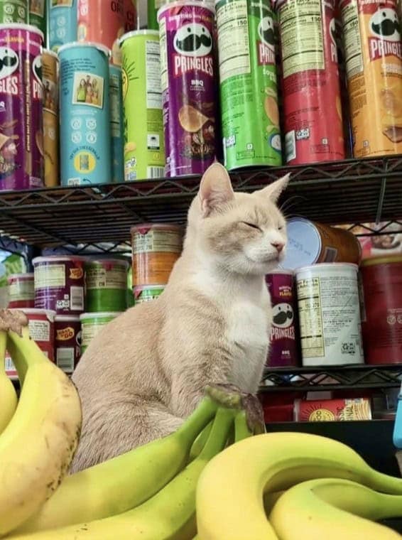 bodega cat, bodega cats, funny cat pictures, funny cats, corner‑store cat, shop cat, store feline, cat memes, kitty memes, funny feline pics, funny cat, humorous cat, silly kitty, cat pictures, cat photos, kitty images