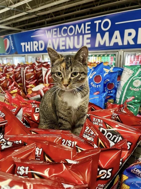 bodega cat, bodega cats, funny cat pictures, funny cats, corner‑store cat, shop cat, store feline, cat memes, kitty memes, funny feline pics, funny cat, humorous cat, silly kitty, cat pictures, cat photos, kitty images