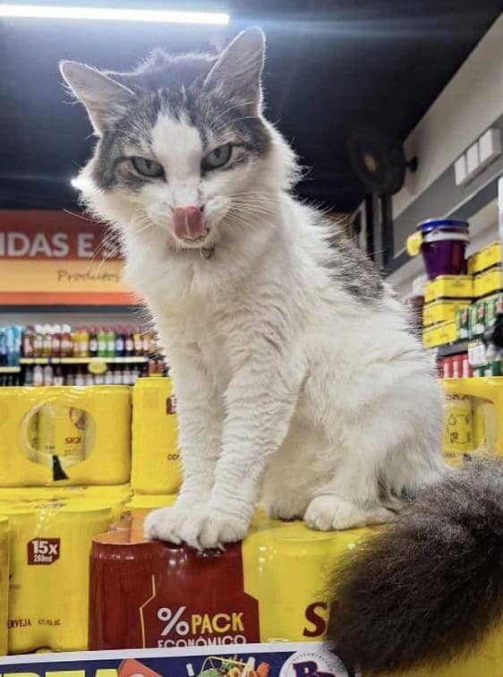 bodega cat, bodega cats, funny cat pictures, funny cats, corner‑store cat, shop cat, store feline, cat memes, kitty memes, funny feline pics, funny cat, humorous cat, silly kitty, cat pictures, cat photos, kitty images