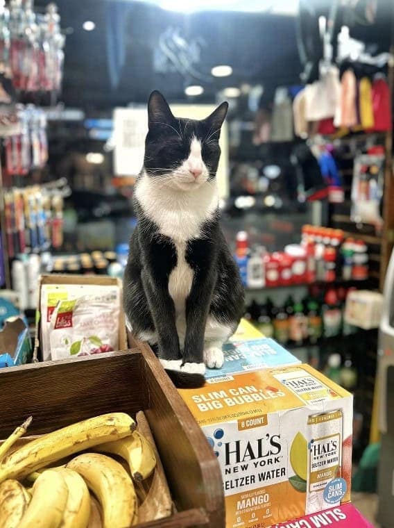 bodega cat, bodega cats, funny cat pictures, funny cats, corner‑store cat, shop cat, store feline, cat memes, kitty memes, funny feline pics, funny cat, humorous cat, silly kitty, cat pictures, cat photos, kitty images