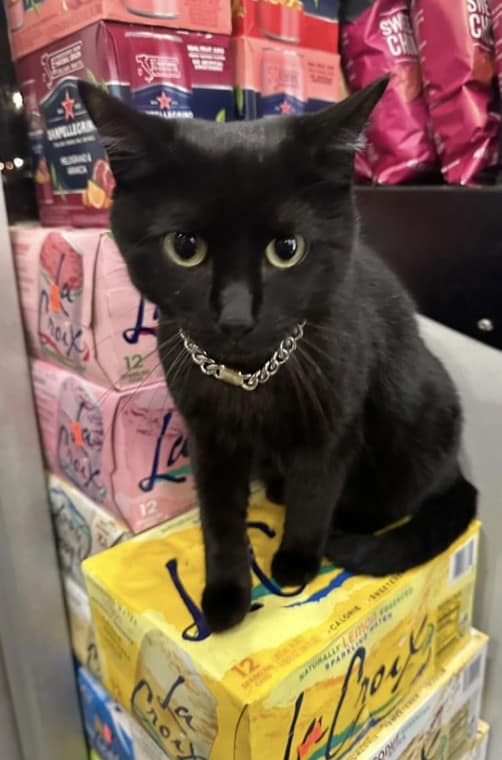 bodega cat, bodega cats, funny cat pictures, funny cats, corner‑store cat, shop cat, store feline, cat memes, kitty memes, funny feline pics, funny cat, humorous cat, silly kitty, cat pictures, cat photos, kitty images