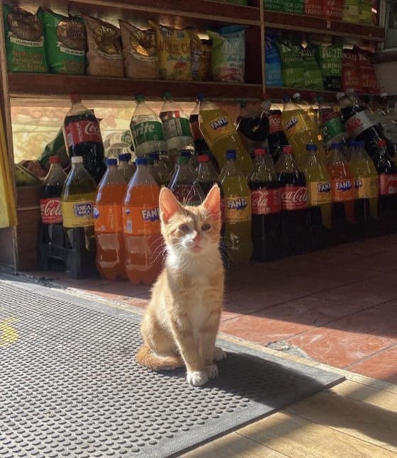 bodega cat, bodega cats, funny cat pictures, funny cats, corner‑store cat, shop cat, store feline, cat memes, kitty memes, funny feline pics, funny cat, humorous cat, silly kitty, cat pictures, cat photos, kitty images