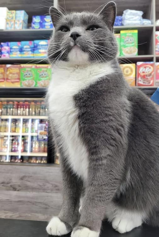 bodega cat, bodega cats, funny cat pictures, funny cats, corner‑store cat, shop cat, store feline, cat memes, kitty memes, funny feline pics, funny cat, humorous cat, silly kitty, cat pictures, cat photos, kitty images