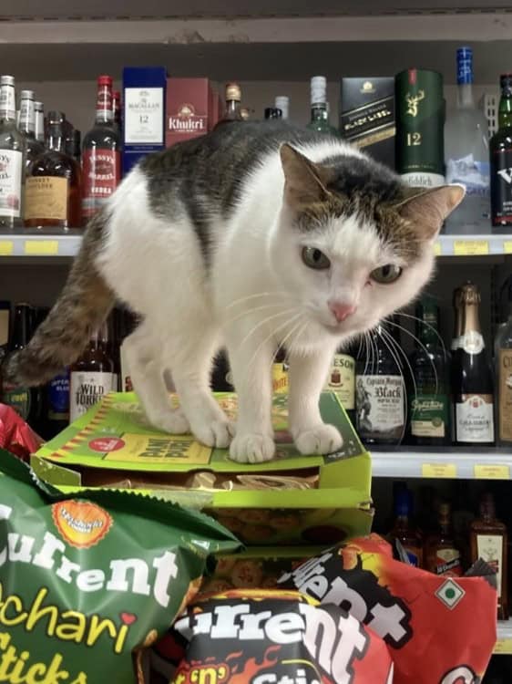 bodega cat, bodega cats, funny cat pictures, funny cats, corner‑store cat, shop cat, store feline, cat memes, kitty memes, funny feline pics, funny cat, humorous cat, silly kitty, cat pictures, cat photos, kitty images