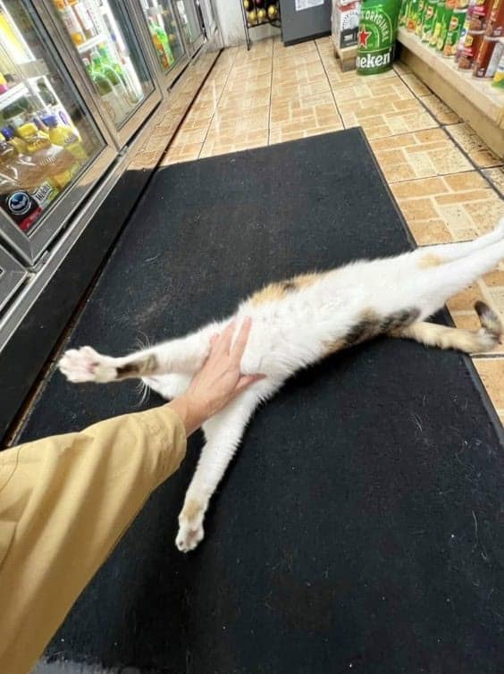 bodega cat, bodega cats, funny cat pictures, funny cats, corner‑store cat, shop cat, store feline, cat memes, kitty memes, funny feline pics, funny cat, humorous cat, silly kitty, cat pictures, cat photos, kitty images