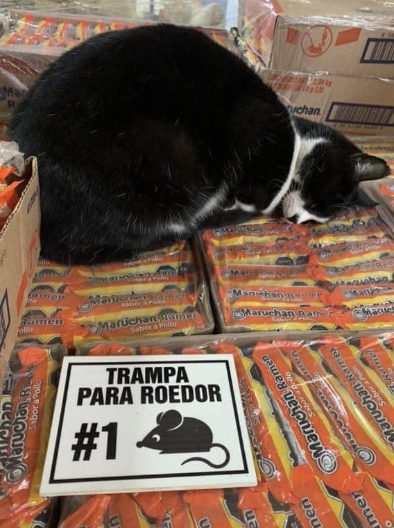 bodega cat, bodega cats, funny cat pictures, funny cats, corner‑store cat, shop cat, store feline, cat memes, kitty memes, funny feline pics, funny cat, humorous cat, silly kitty, cat pictures, cat photos, kitty images