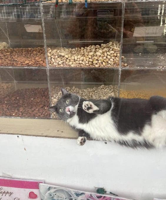 bodega cat, bodega cats, funny cat pictures, funny cats, corner‑store cat, shop cat, store feline, cat memes, kitty memes, funny feline pics, funny cat, humorous cat, silly kitty, cat pictures, cat photos, kitty images