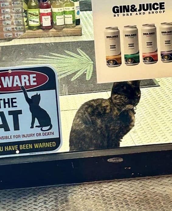 bodega cat, bodega cats, funny cat pictures, funny cats, corner‑store cat, shop cat, store feline, cat memes, kitty memes, funny feline pics, funny cat, humorous cat, silly kitty, cat pictures, cat photos, kitty images
