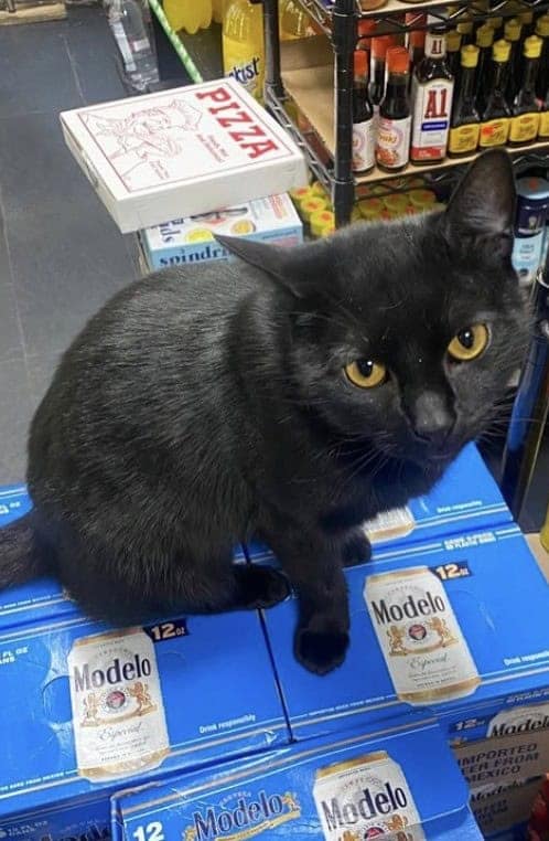 bodega cat, bodega cats, funny cat pictures, funny cats, corner‑store cat, shop cat, store feline, cat memes, kitty memes, funny feline pics, funny cat, humorous cat, silly kitty, cat pictures, cat photos, kitty images