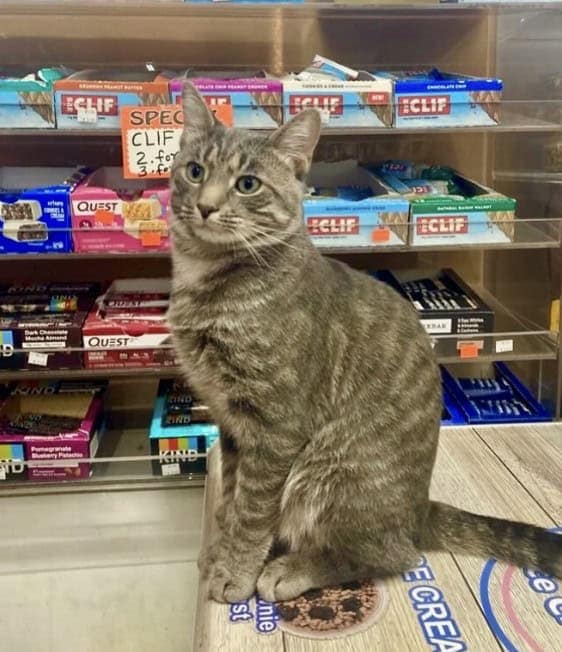 bodega cat, bodega cats, funny cat pictures, funny cats, corner‑store cat, shop cat, store feline, cat memes, kitty memes, funny feline pics, funny cat, humorous cat, silly kitty, cat pictures, cat photos, kitty images
