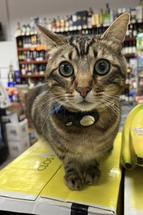 bodega cat, bodega cats, funny cat pictures, funny cats, corner‑store cat, shop cat, store feline, cat memes, kitty memes, funny feline pics, funny cat, humorous cat, silly kitty, cat pictures, cat photos, kitty images