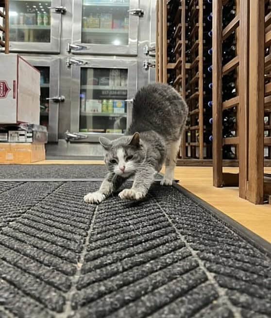 bodega cat, bodega cats, funny cat pictures, funny cats, corner‑store cat, shop cat, store feline, cat memes, kitty memes, funny feline pics, funny cat, humorous cat, silly kitty, cat pictures, cat photos, kitty images